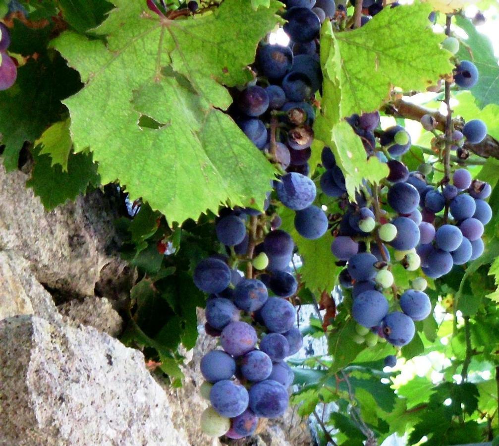 Palacca, Trullo Salentino 안드라노 외부 사진
